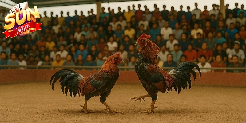 Áp dụng một số mẹo đá gà hay sẽ giúp anh em chiến thắng trong ván cược