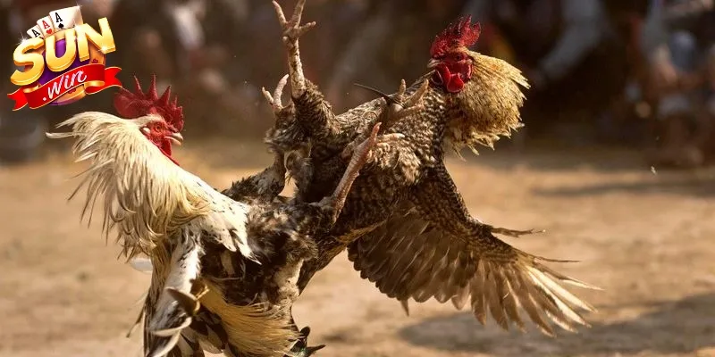 Các hình thức đá gà tại cổng game đa dạng, nhiều lựa chọn phong phú