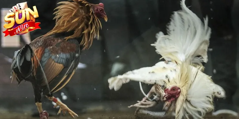 Đá gà SUNWIN có sức hút đặc biệt với những trận đấu hấp dẫn